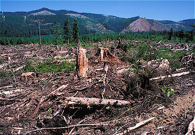 Clear-cut Forest
