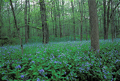 Deciduous Forest with Virginia Bluebells