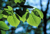 basswood leaves