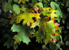 black oak leaves