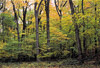 easterndeciduous forest