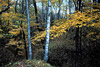 eastern deciduous forest