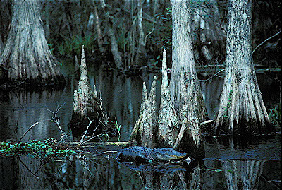 Cypress Knees and Alligator