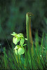 hooded pitcher plant