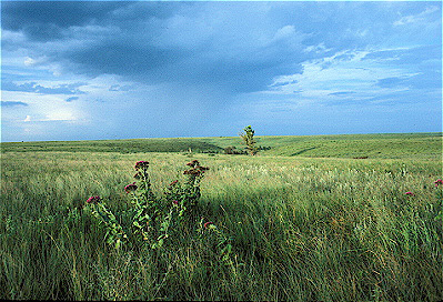 Konza Prairie