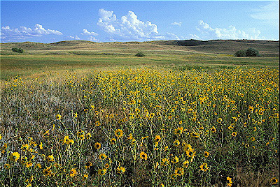 Prairie With Sunflowers