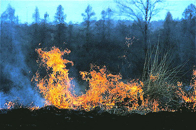 Prairie Management Fire