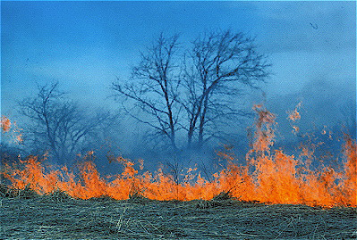 Prairie Management Fire