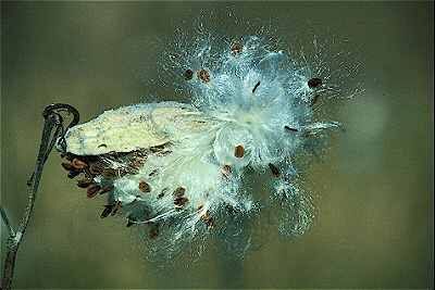 Common Milkweed Seedpod