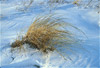 prairie grass in snow