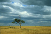 masai-mara grassland