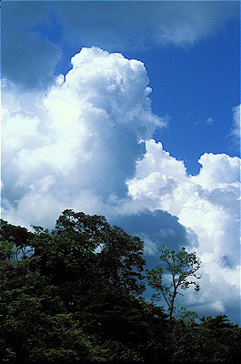 Clouds/Tamshiyacu Rainforest