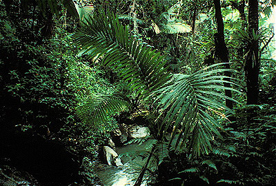 El Yunque Rainforest