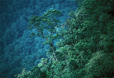 Rainforest on Slope of Kinabalu