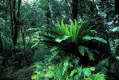 Westland/Rainforest