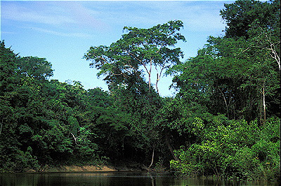 Tamshiyacu Rainforest