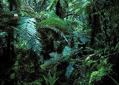 Westland/Rainforest