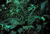 rainforest vegetation