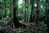 tamshiyacu rainforest